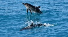 Ученые изучили более 2000 дельфинов Черного моря при финансовой поддержке «Роснефти»